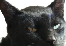 Miau