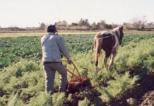 Territorio, desarrollo rural, planta administrativa y gobernanza