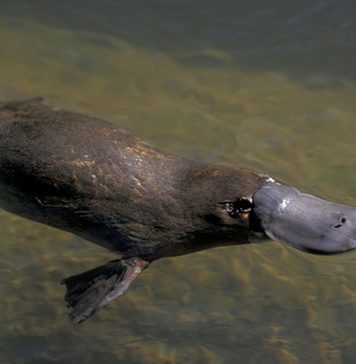 Biología del acuerdo marco. ¿Un ornitorrinco jurídico?