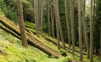 Jubilados y aprovechamiento de bienes comunales. (Sentencia del Tribunal Superior de Justicia de Castilla y León 734/2025 de 13 de junio)